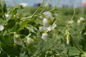 Чому агровиробники все пильніше придивляються до гороху