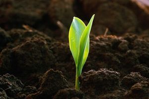 Післясходові гербіциди для кукурудзи: ефективний захист від бур&rsquo;янів