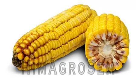 Насіння кукурудзи RAGT РЖТ ДУБЛІККС, ФАО 320