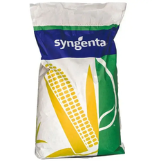 Насіння кукурудзи СИ Амфора (Syngenta), ФАО 260
