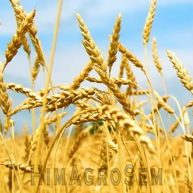 Насіння озимої пшениці Катруся Одеська, Перша Репродукція, 1 т