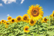Насіння соняшника НС-Х-6045 (Екстра 2025р.)