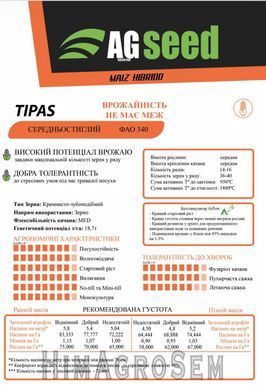 Насіння кукурудзи AGseed Тіпас (ФАО-340), ФАО 340, 2025