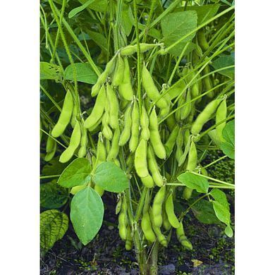 Насіння сої Юнка (Sevita Genetics), Перша Репродукція