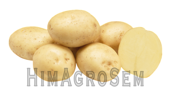 Насіннева картопля Рів'єра 2,5 кг (Agrico), Перша Репродукція, Сітка 2.5 кг