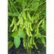 Насіння сої Юнка (Sevita Genetics), Перша Репродукція