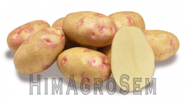 Насіннева картопля Пікассо 2,5 кг (Agrico), Перша Репродукція, Сітка 2.5 кг
