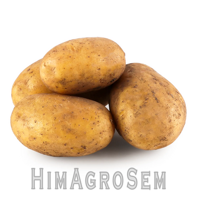 Насіннева картопля Коломбо (Голландія), Перша Репродукція, 5 кг