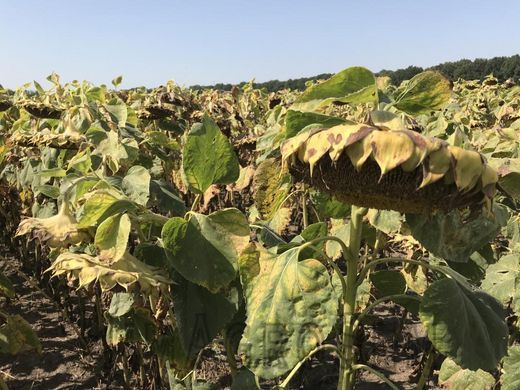 Насіння соняшнику НК Бріо (Syngenta), Класична, Середньостиглий, 2022
