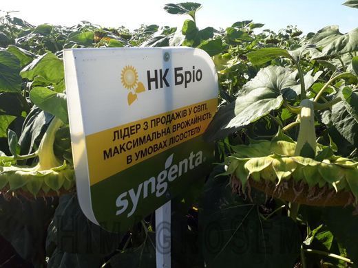 Насіння соняшнику НК Бріо (Syngenta), Класична, Середньостиглий, 2022