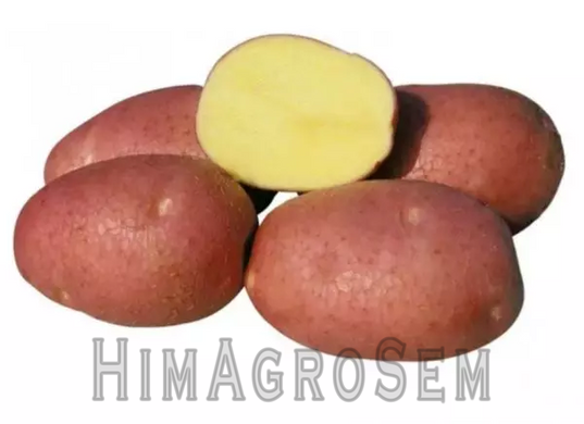 Насіннева картопля Белла Роса 2,5 кг (Agrico), Перша Репродукція, Сітка 2.5 кг