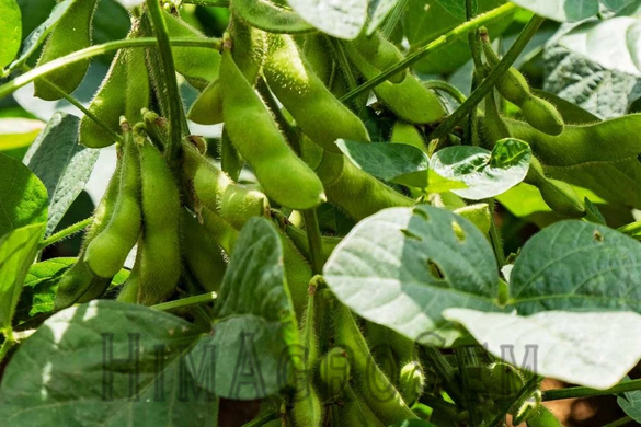 Насіння сої Ніагара (Sevita Genetics), Перша Репродукція