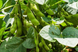 Насіння сої Ніагара (Sevita Genetics), Перша Репродукція