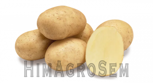 Насіннева картопля Арізона 2,5 кг (Agrico), Перша Репродукція, Сітка 2.5 кг