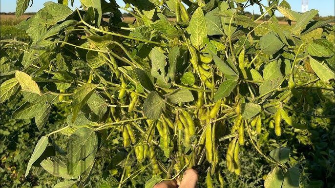 Насіння сої Нептун (Sevita Genetics), Перша Репродукція