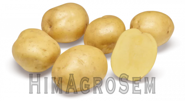 Насіннева картопля Твістер 2,5 кг (Agrico), Перша Репродукція, Сітка 2.5 кг