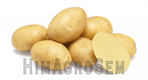 Насіннева картопля Раномі 2,5 кг (Agrico), Перша Репродукція, Сітка 2.5 кг