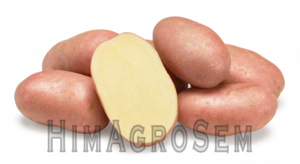 Насіннева картопля Коразон 2,5 кг (Agrico), Перша Репродукція, Сітка 2.5 кг