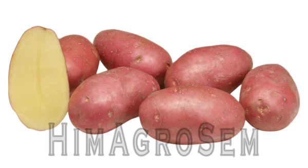 Насіннева картопля Алюетт 2,5 кг (Agrico), Перша Репродукція, Сітка 2.5 кг