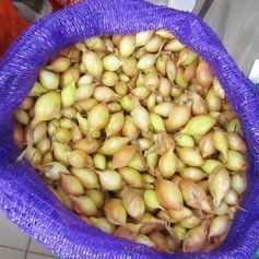 Насіння цибулі Баруссо, 500 г