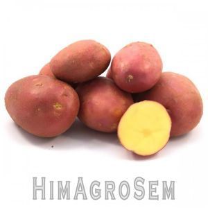 Насіннева картопля Тирас 2,5 кг (ІК НААН України), Перша Репродукція, Сітка 2.5 кг