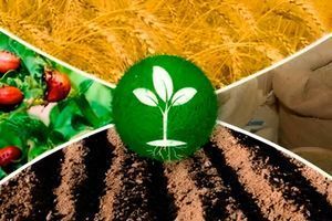 Засоби захисту рослин: види, характеристика, застосування