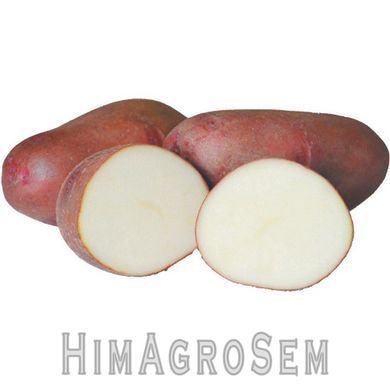 Насіннева картопля Фотинія 2,5 кг (ІК НААН України), Перша Репродукція, Сітка 2.5 кг