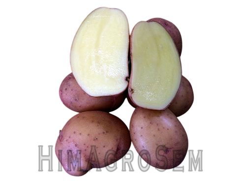 Насіннева картопля Мирослава 2,5 кг (ІК НААН України), Перша Репродукція, Сітка 2.5 кг