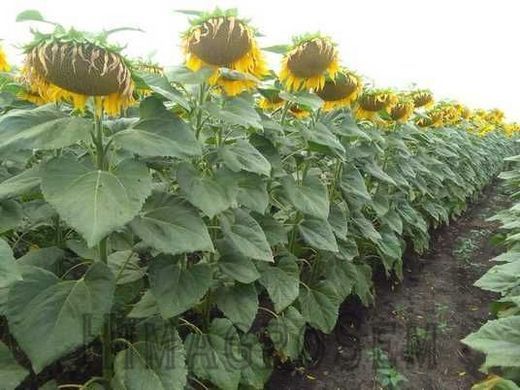 Насіння соняшнику Даглас, Експрес (під Гранстар), Стандарт+, 2025