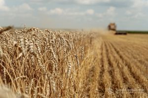 Хвороби пшениці озимої та захист від них