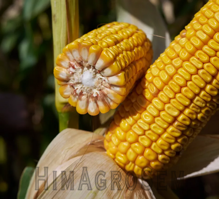 Насіння кукурудзи RAGT РЖТ МАККСАТАК