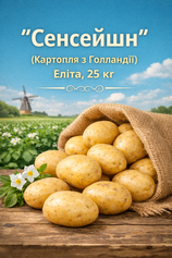 Насіннева картопля Сенсейшн 25 кг (Еліта), Еліта, Сітка 25 кг