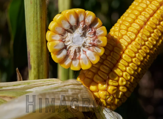 Насіння кукурудзи RAGT ФІДОККСІ