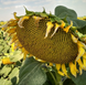Насіння соняшнику ДАЛВЕР (Екстра 2025р.)