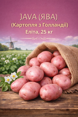 Насіннева картопля Ява / Java 25 кг (Еліта імпорт), Еліта, Сітка 25 кг