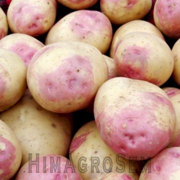 Насіннева картопля Кара / CARA 25 кг (Еліта імпорт), Еліта, Сітка 25 кг