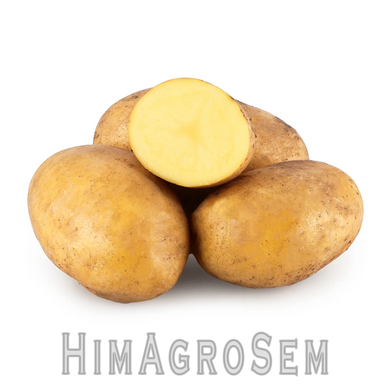 Насіннева картопля Коломбо (Голландія), Перша Репродукція, 1 кг