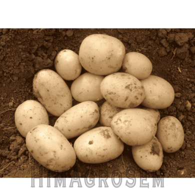 Насіннева картопля Коломбо (Голландія), Перша Репродукція, 1 кг