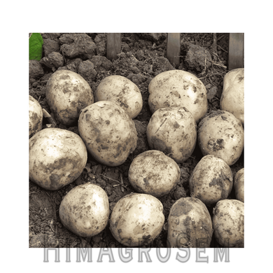Насіннева картопля Коломбо (Голландія), Перша Репродукція, 1 кг