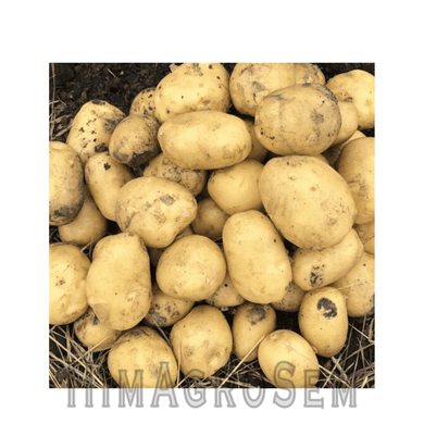 Насіннева картопля Коломбо (Голландія), Перша Репродукція, 1 кг