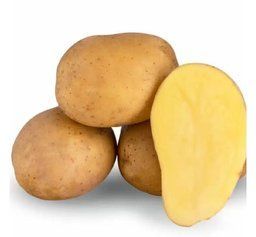 Насіннева картопля Камелія (Голландія), Перша Репродукція, 1 кг