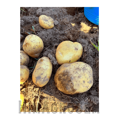 Насіннева картопля Камелія (Голландія), Перша Репродукція, 1 кг