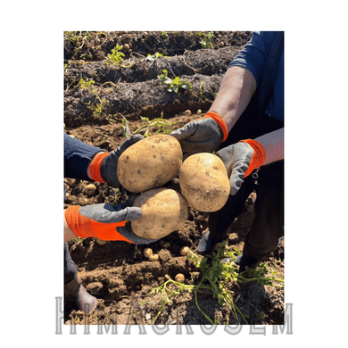 Насіннева картопля Камелія (Голландія), Перша Репродукція, 1 кг