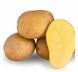 Насіннева картопля Камелія (Голландія), Перша Репродукція, 1 кг