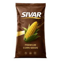 Насіння кукурудзи Келлі (Sivar, Germany), ФАО 290, 2025