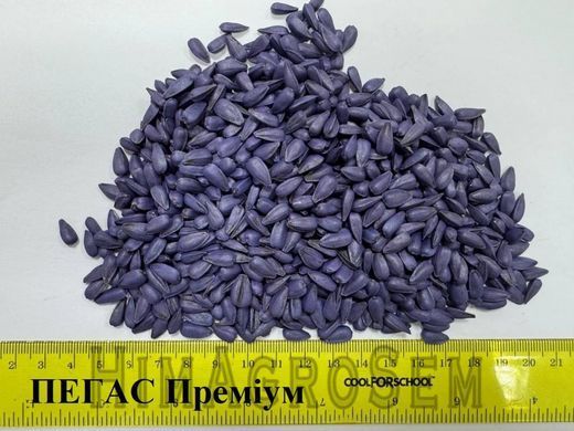 Насіння соняшнику Євросем Пегас (NS 6341), Clearfield (Євролайтінг), Преміум, 2025