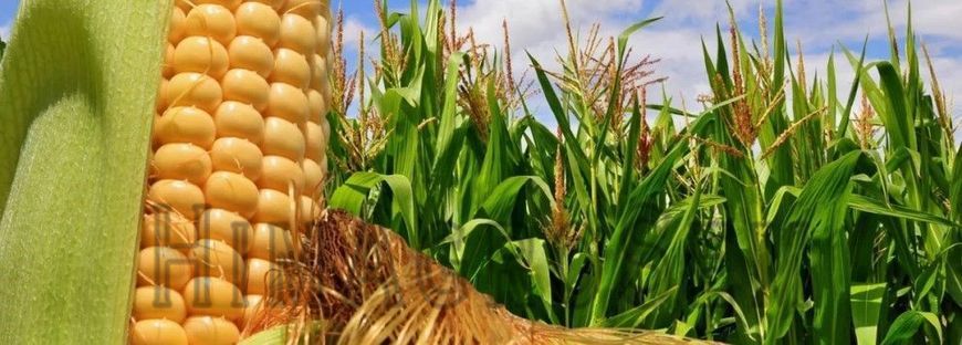 Насіння кукурудзи Брукса, Стандарт, ФАО 250, 2025
